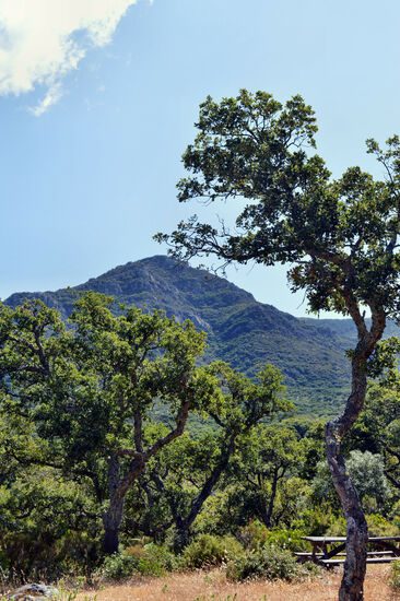 Im Parque Natural Los Alcornocales