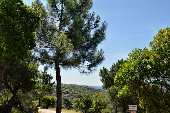 Im Parque Natural Los Alcornocales