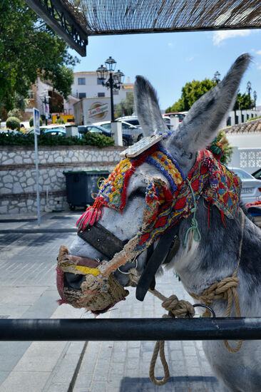 Die Eseltaxis von Mijas sind eigentlich nur für Kinder geeignet (oder als Zugtiere für die kleinen Kutschen)