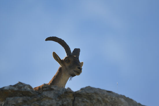 Iberischer Steinbock