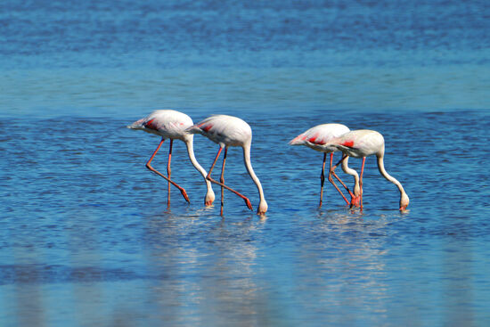 Flamingos in der Lagune von El Rocío