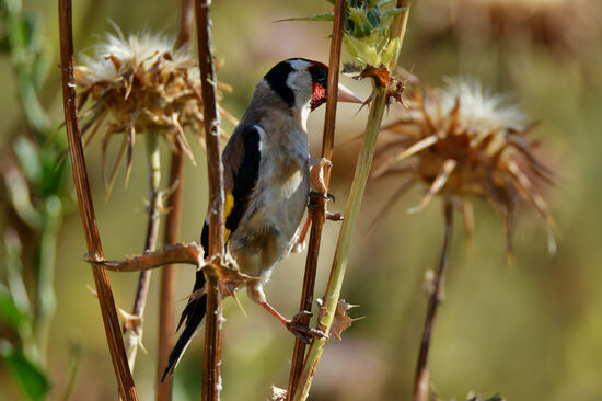 Stieglitz an der Lagune