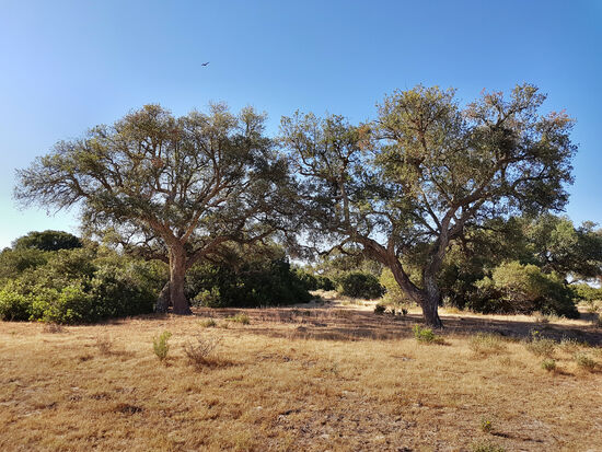 In der "Serengeti Iberiens", dem Doñana-Nationalpark