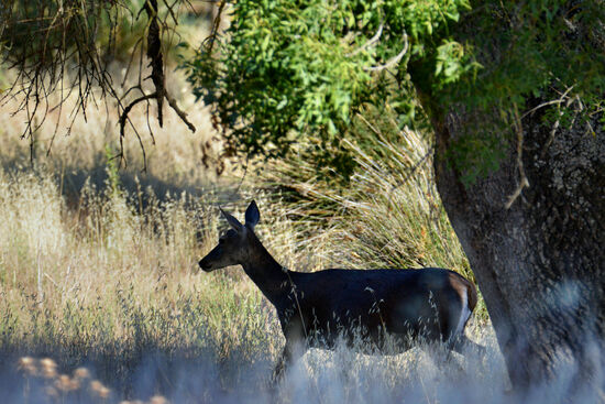 Hirschkuh im Doñana-Nationalpark