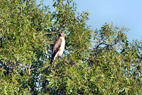 Zwergadler, der einzige Greifvogel, der sich nicht von den Schwarzmilanen aus dem Habitat verdrängen lässt