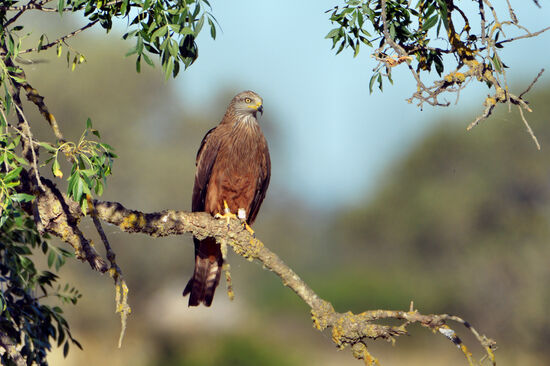Einer von fast 1000 Schwarzmilanen im Doñana-Nationalpark
