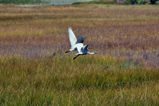 Auffliegende Löffler