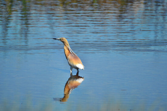 Rallenreiher, einer der seltenen Bewohner des Doñana-Nationalparks