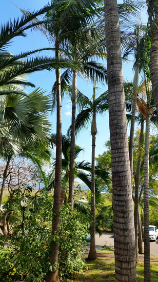 Der Palmengarten der Cases Couleurs ist ein kleines Paradies