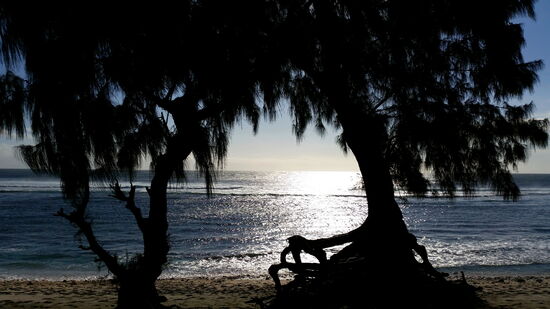 Filaos-Bäume an der Küste