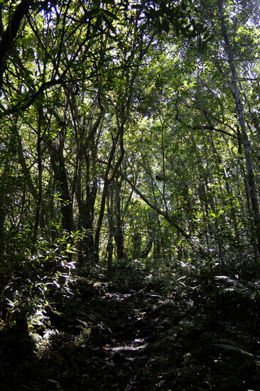 Im Forêt de Mare-Longue