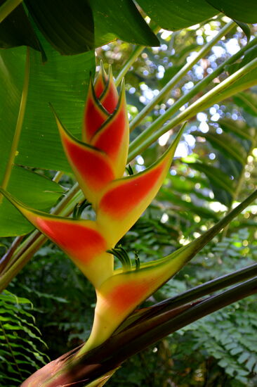 Wunderschöne Blüte im "Jardin des Parfums et des Épices"