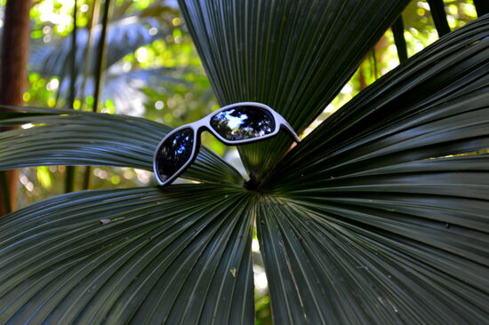 Eine ganz besondere Blüte...