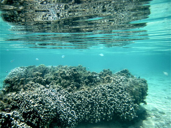 Korallenstock mit Bewohnern