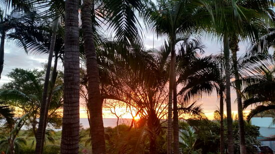 Palmen im Sonnenuntergang in der Anlage der "Cases Couleurs"