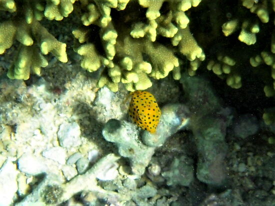 Winziger Kofferfisch