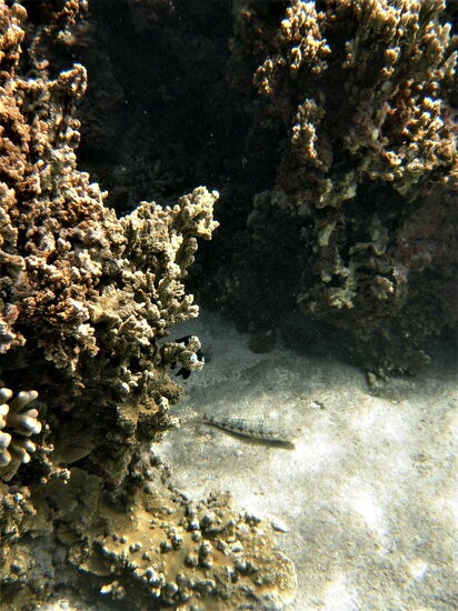 Grundel an einem Korallenstock