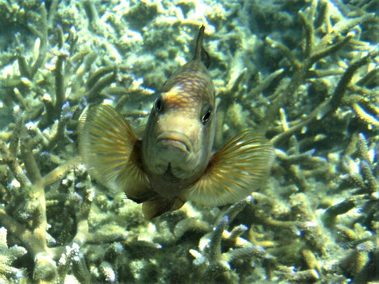 "Was willst du hier? Das ist mein Korallenstock!"