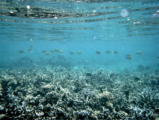 Unter Wasser ist einiges los