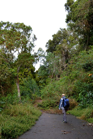 Von einer schmalen Straße ist nur noch ein Pfad übrig geblieben