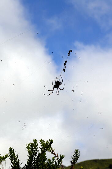 Ein Prachtexemplar - Réunion-Seidenspinne