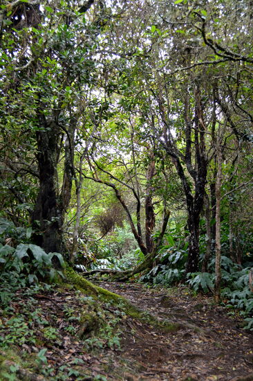 Im Forêt du Tévelave
