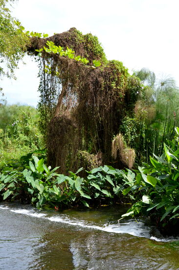 Grünes Dickicht am Étang de Saint-Paul