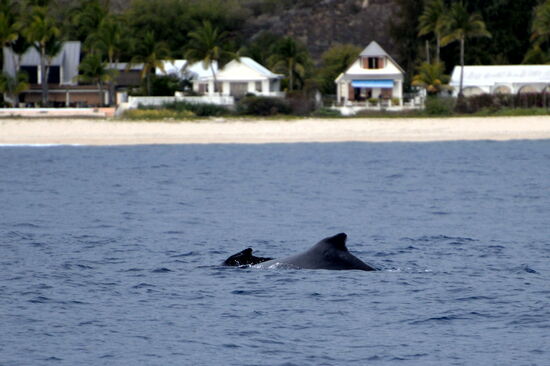 Buckelwal-Mutter mit Kind vor dem Strand von Boucan-Canot