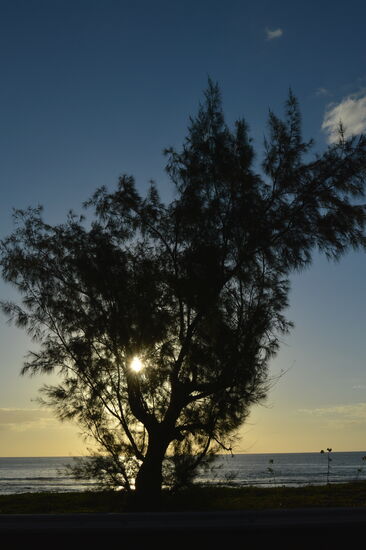 Tiefstehende Sonne durch einen Filaos-Baum