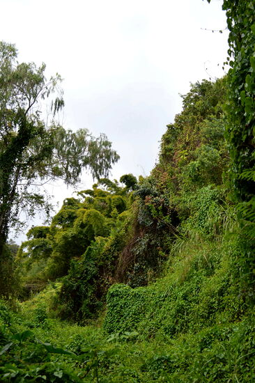 Undurchdringliches Grün an der Höhenstraße