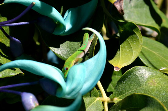 Schmucktaggecko beim Trinken am Jade-Tee