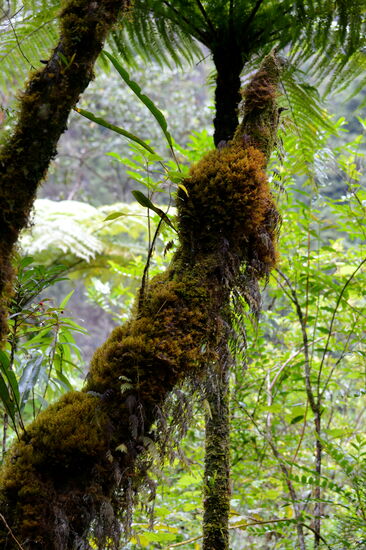 Im Urwald am Grand Étang