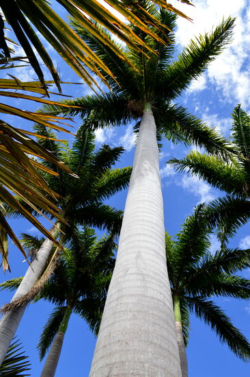 Im Palmengarten des Konservatoriums