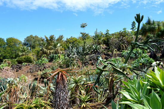 Einzigartig ist der Kakteengarten