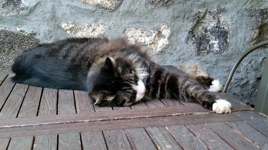 Der Chef des Snackrestaurants