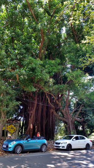 Beeindruckend groß ist der Gummibaum