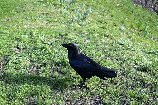 Einer der Raben des Tower of London