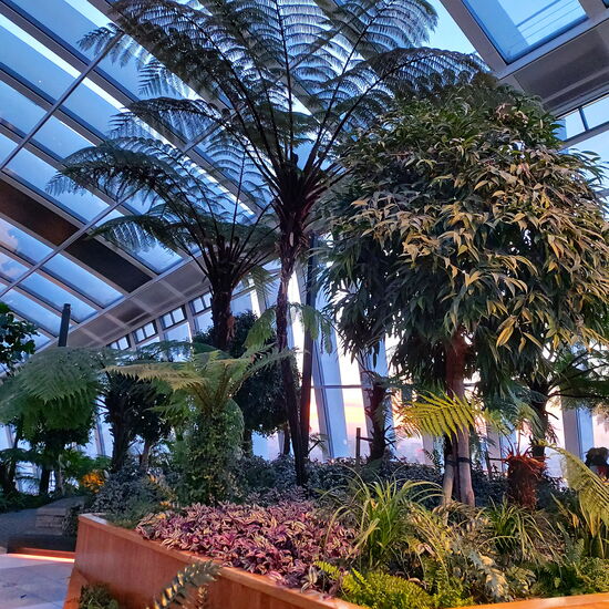 Tropischer Garten hoch über London