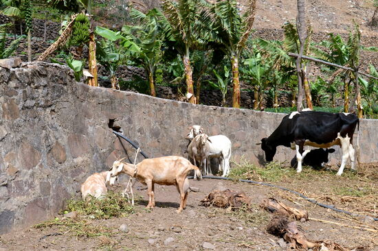 Nur ein paar von zahlreichen Vierbeinern im Tal