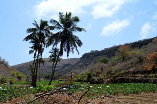 Das Tal der Meerkatzen ist sehr fruchtbar
