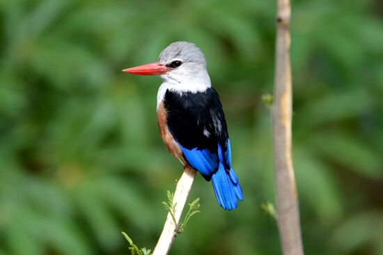 Graukopfliest, ein Verwandter des mitteleuropäischen Eisvogels