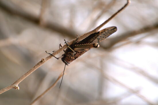 Riesige Heuschrecke