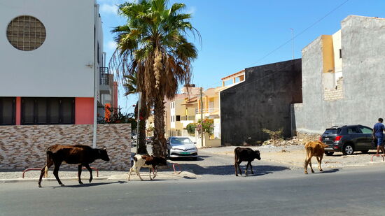 Hauptstadt-Rindviecher