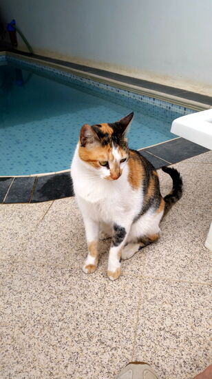 Gesellschaft am Pool