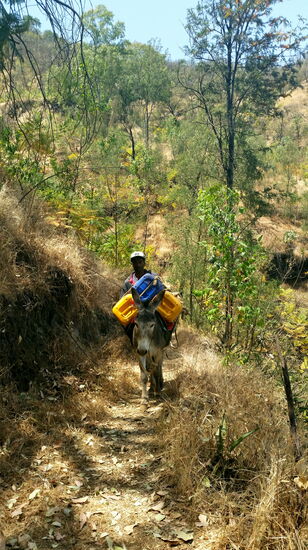 Esel sind auf mehreren Inseln der Kapverden noch immer das gängige Transportmittel
