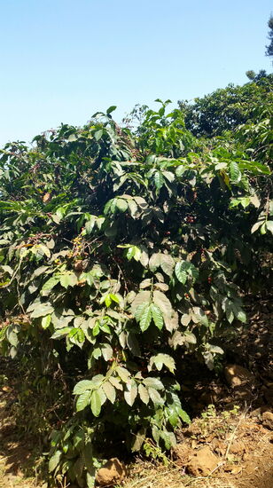Kaffeepflanzung oberhalb von Mosteiros