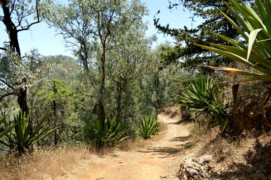 Der Weg durch die besondere Vegetation der Serra