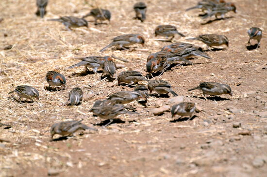 Kleiner und etwas farbiger als die mitteleuropäischen Verwandten sind die endemischen Kapverden-Sperlinge
