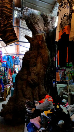 Der alte Baum war vermutlich schon vor dem Markt hier...