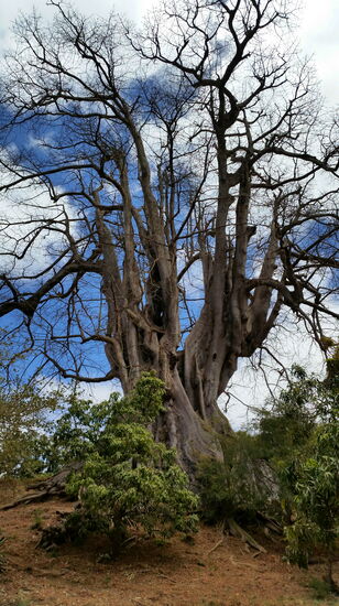 Der gigantische Kapokbaum wurde hier vermutlich im 15. Jh. gepflanzt